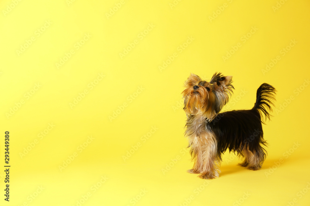 Adorable Yorkshire terrier on yellow background, space for text. Cute dog - obrazy, fototapety, plakaty 