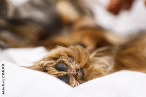 Adorable Yorkshire terrier lying on bed, focus on paw. Cute dog