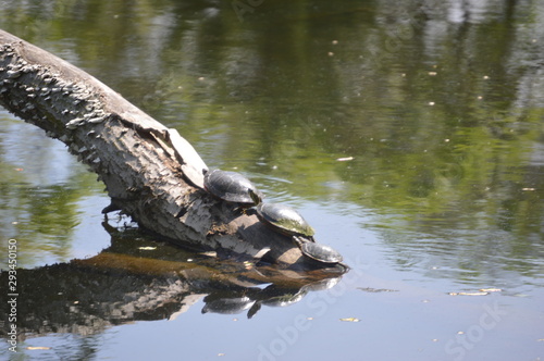 turtle family 