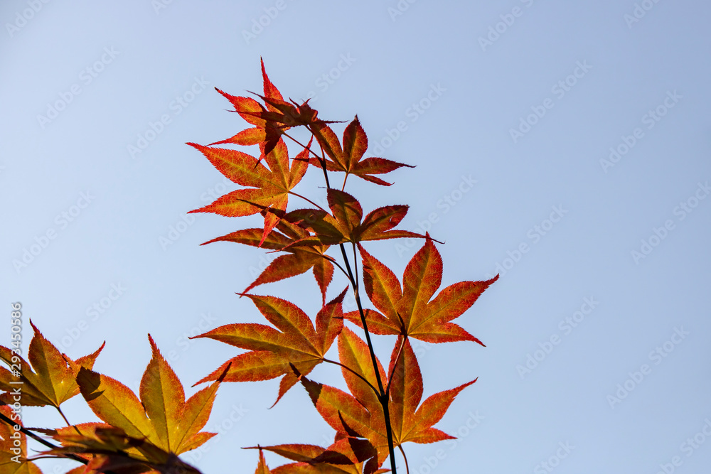 Close-up of leaves of Japanese maple tree. Close-up of leaves of Japanese maple tree.