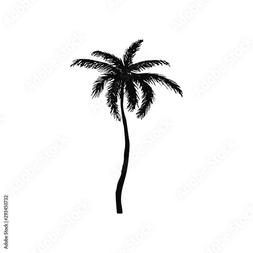 Hand drawn isolated palm tree