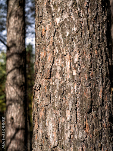 Lighting emphasizes the beautiful texture of pine bark