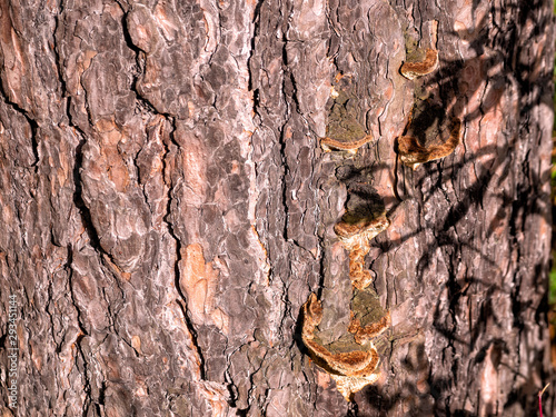 Bilde på lerret Wood mushrooms grow on the surface of a pine bark lit by the setting sun