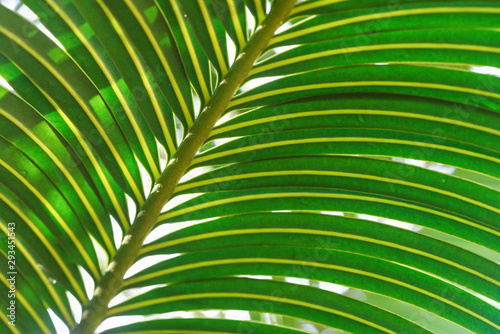 Close up of palm leaf - sun shines through in background, abstract tropical background © Lubo Ivanko