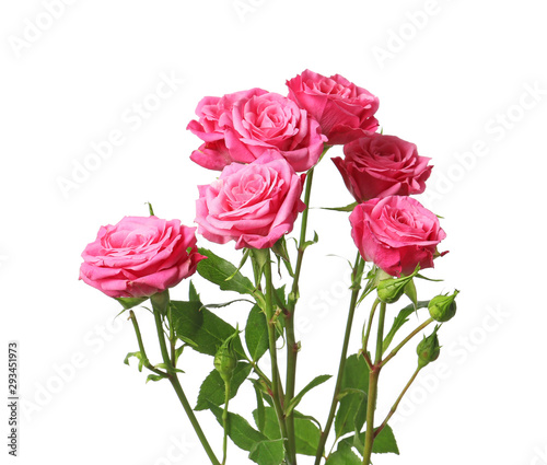 Fototapeta Naklejka Na Ścianę i Meble -  Beautiful rose flowers on white background