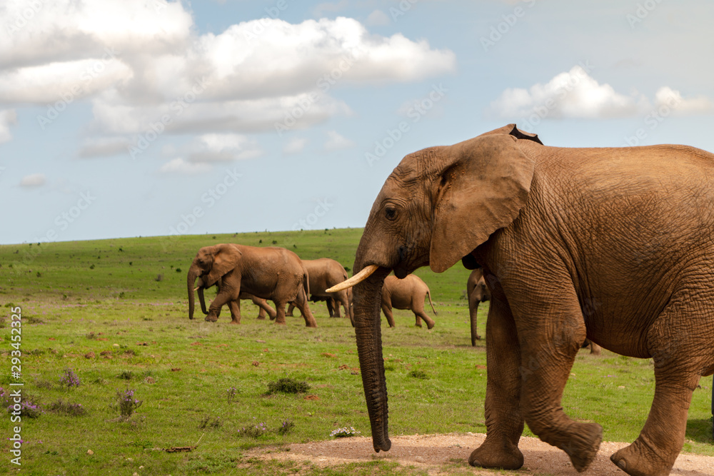 Elephants in Addo National Park, South Africa Elephants in Addo National Park, South Africa