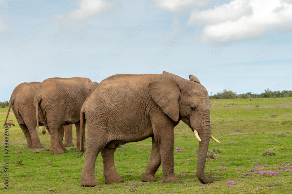 Fototapeta premium Elephants in Addo National Park, South Africa
