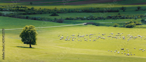 Heard of sheep in idyllic setting