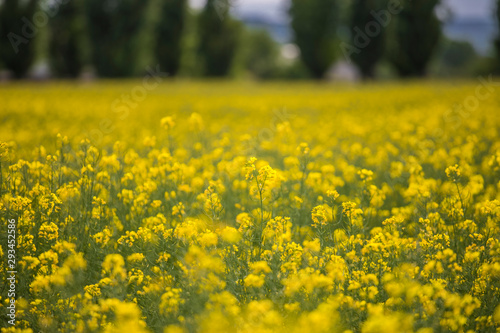 Rape flower field in summer