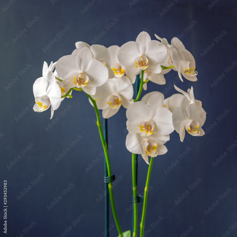 Obraz premium White orchide (Phalaenopsis) on black background, shallow depth of field
