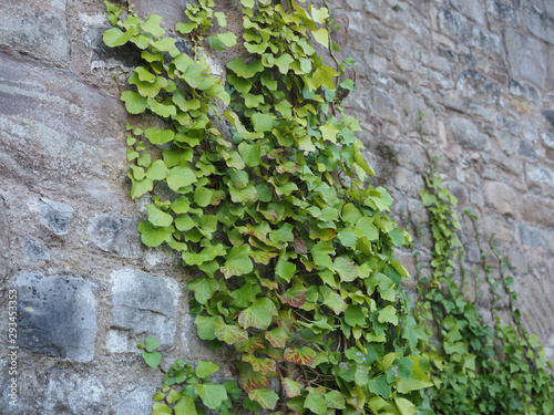 ivy plant on stone