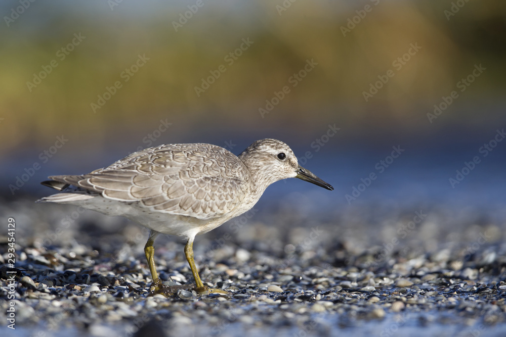 A red knot (Calidris canutus) resting and foraging during migration on the beach of Usedom Germany. A red knot (Calidris canutus) resting and foraging during migration on the beach of Usedom Germany.