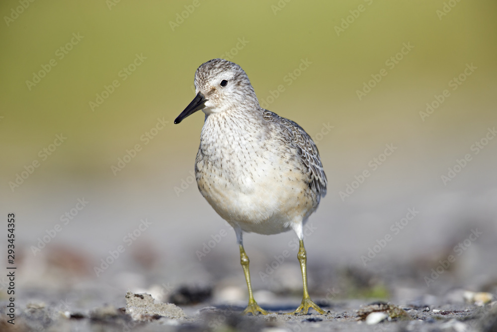 A red knot (Calidris canutus) resting and foraging during migration on the beach of Usedom Germany. A red knot (Calidris canutus) resting and foraging during migration on the beach of Usedom Germany.