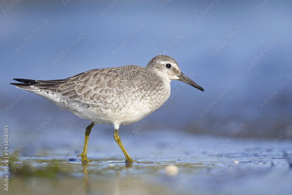 A red knot (Calidris canutus) resting and foraging during migration on the beach of Usedom Germany. A red knot (Calidris canutus) resting and foraging during migration on the beach of Usedom Germany.