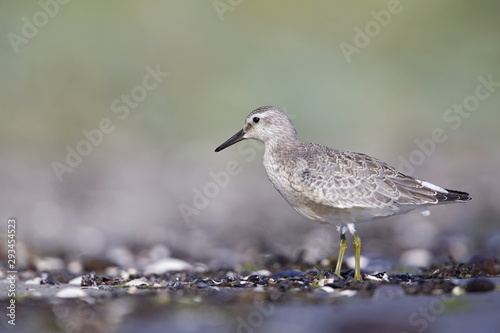 A red knot (Calidris canutus) resting and foraging during migration on the beach of Usedom Germany.