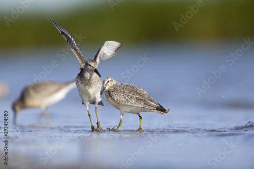 Obraz na plátně A red knot (Calidris canutus) resting and foraging during migration on the beach of Usedom Germany