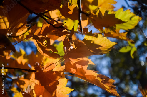 Beautiful yellow and red leaves of maple in the sun on a warm autumn day.