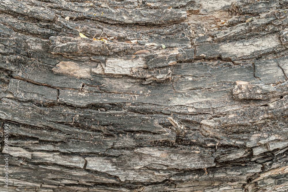 texture background of decayed fallen tree close up texture background of decayed fallen tree close up