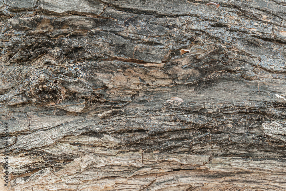 texture background of decayed fallen tree close up