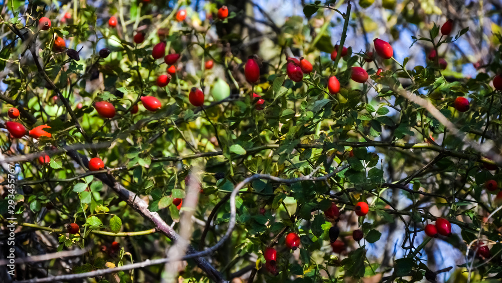 wild rosehip bushes with red berries on a warm sunny autumn day wild rosehip bushes with red berries on a warm sunny autumn day
