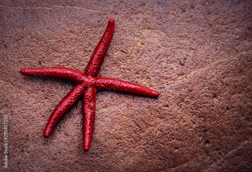 étoile de mer rouge