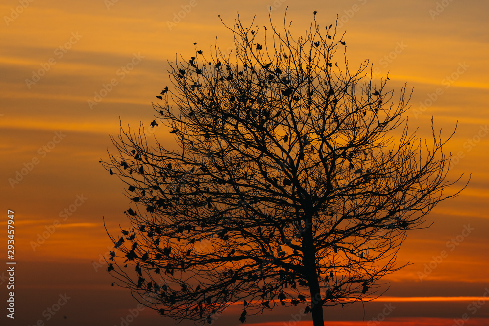 Silhouette of spiritual tree at sunset time