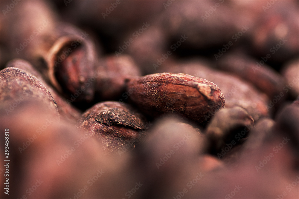 Cacao en el Caribe Cacao en el Caribe