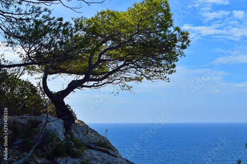 Pine tree on cliff overlooking Mediterranean Sea on summer day