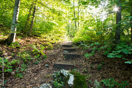 Stare schody w lesie.