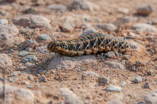 caterpillar crawls on a floor full of stones © cristian