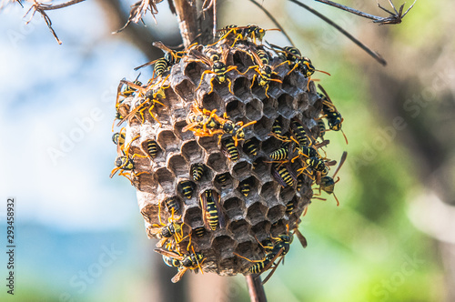 wasp hive on a thin branch photo