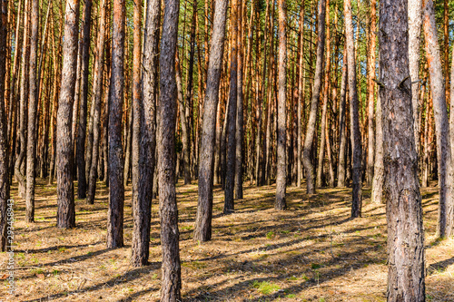 Fototapeta Naklejka Na Ścianę i Meble -  Rows of the pine trees in a forest