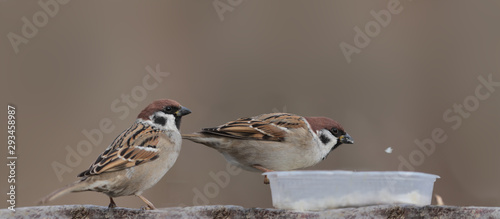 Two sparrows near a feeding trough on a blurry brown background ... One scatters food, and another waits ... © chermit