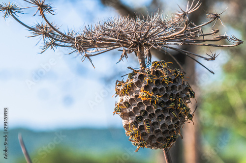 wasp hive on a thin branch