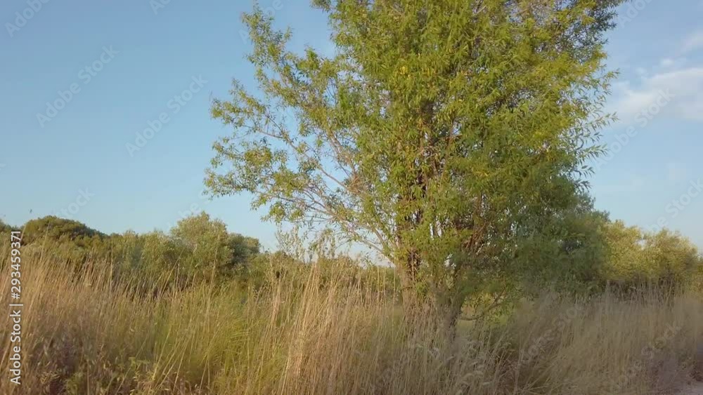Driving by meadow field and small green trees, rural scene Driving by meadow field and small green trees, rural scene