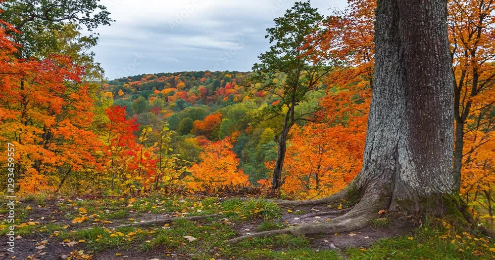 4K Timelapse of the autumn landscape with oak tree. Colorful foliage in the fall park.
