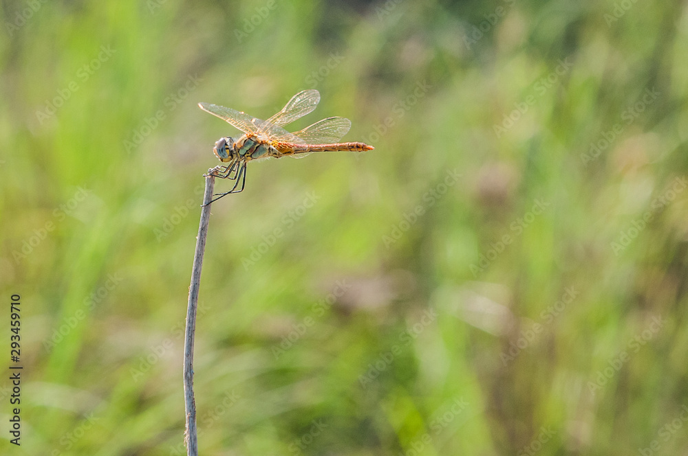 dragonfly on a stick and a green background dragonfly on a stick and a green background