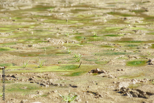 Moss and dirt on a dried lake bottom at Belgrad Forest Lake in Turkey. Bottom of the lake is come out as water drawdown in the summer season.