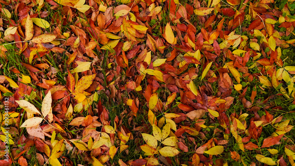 Yellow, orange and red autumn leaves in beautiful fall park. Colorful foliage in the park. Falling leaves natural background Yellow, orange and red autumn leaves in beautiful fall park. Colorful foliage in the park. Falling leaves natural background