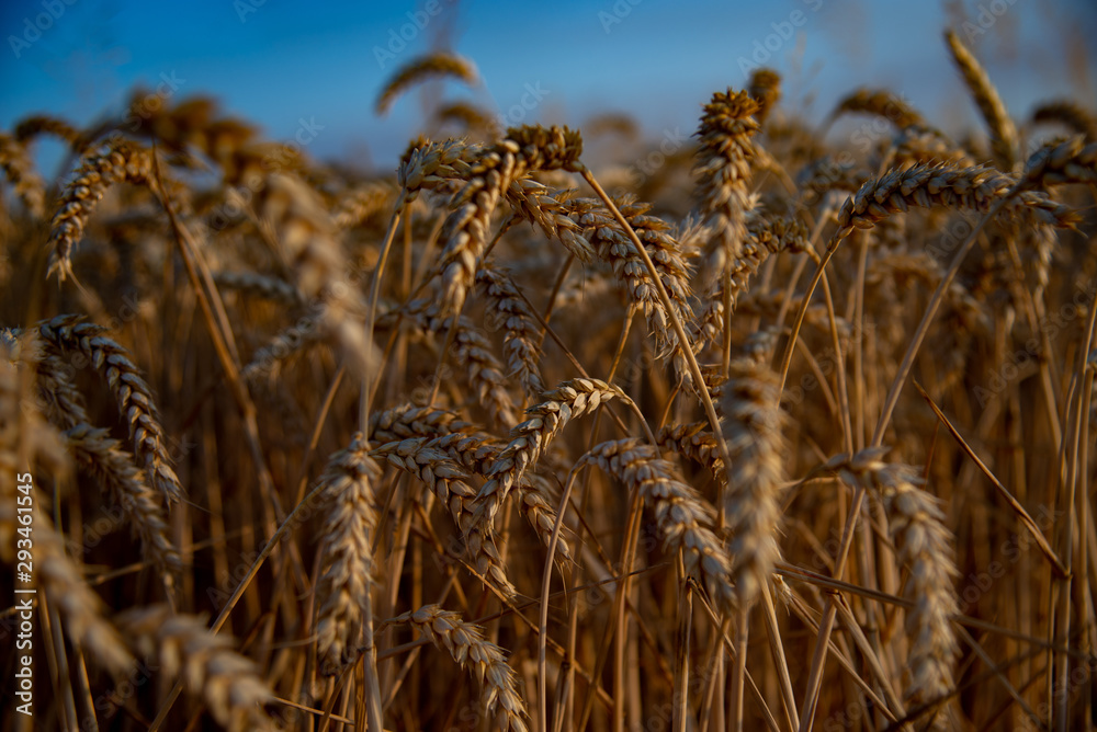 Fototapeta premium Moissons 2019