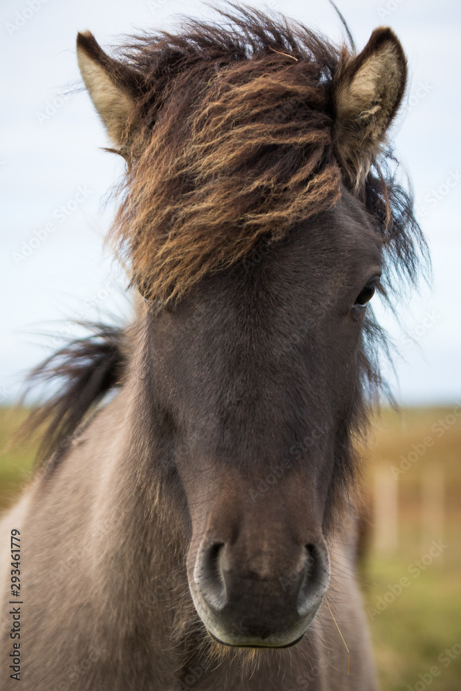 Fototapeta premium Islandpferd im Portrait