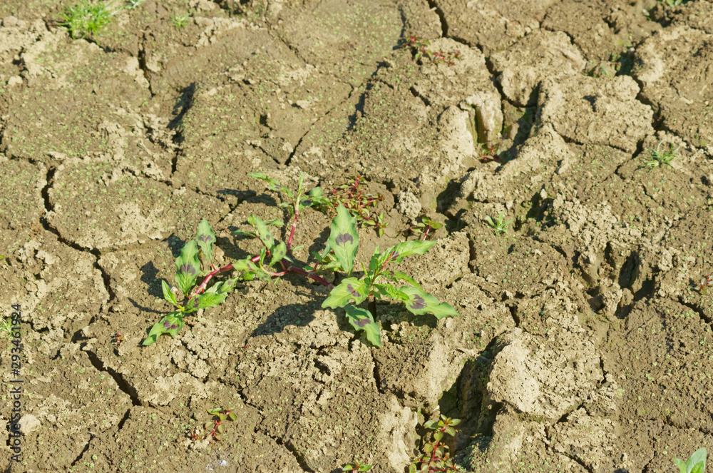 Dry lake bottom and cracks on the ground as water drawdown during the summer at Belgrad Forest Lake in Turkey. Dry lake bottom and cracks on the ground as water drawdown during the summer at Belgrad Forest Lake in Turkey.