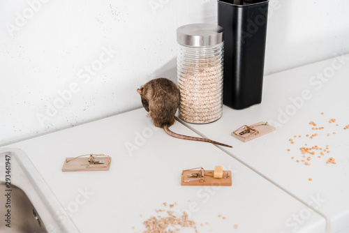 selective focus of small rat near glass jar with barley and mousetraps photo