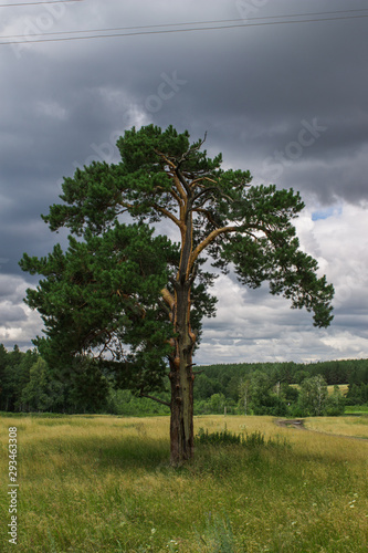 pine on the background of the forest and cloudy sky