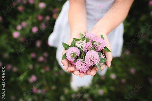 Girl's hands with clover flowers photo