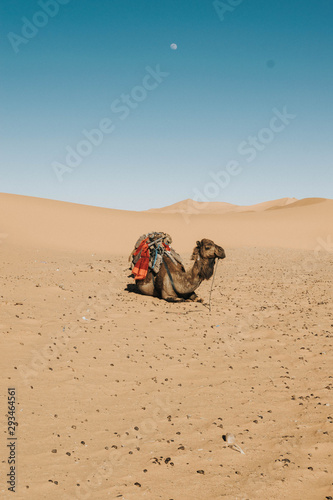 Camel in the desert of Marrakech