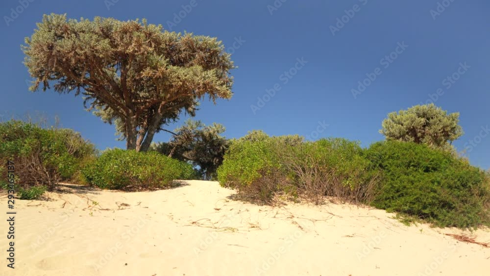 Sun shines on low buses and trees - Euphorbia stenoclada - growing on the sandy beach near sea, moving in slow wind, clear blue sky in background. Anakao, Madagascar Sun shines on low buses and trees - Euphorbia stenoclada - growing on the sandy beach near sea, moving in slow wind, clear blue sky in background. Anakao, Madagascar