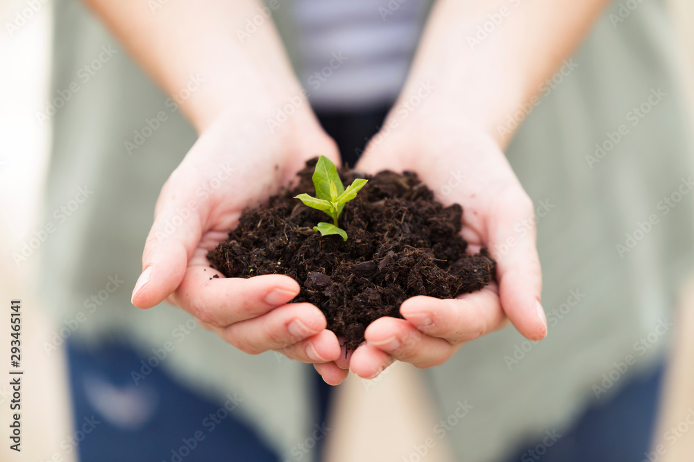 close up of woman, hands holding a young plant