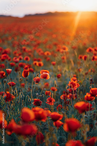Fresh poppy flowers blooming on field against sky during sunset
