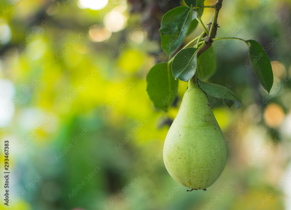 Organic green pear on tree with place for text Organic green pear on tree with place for text